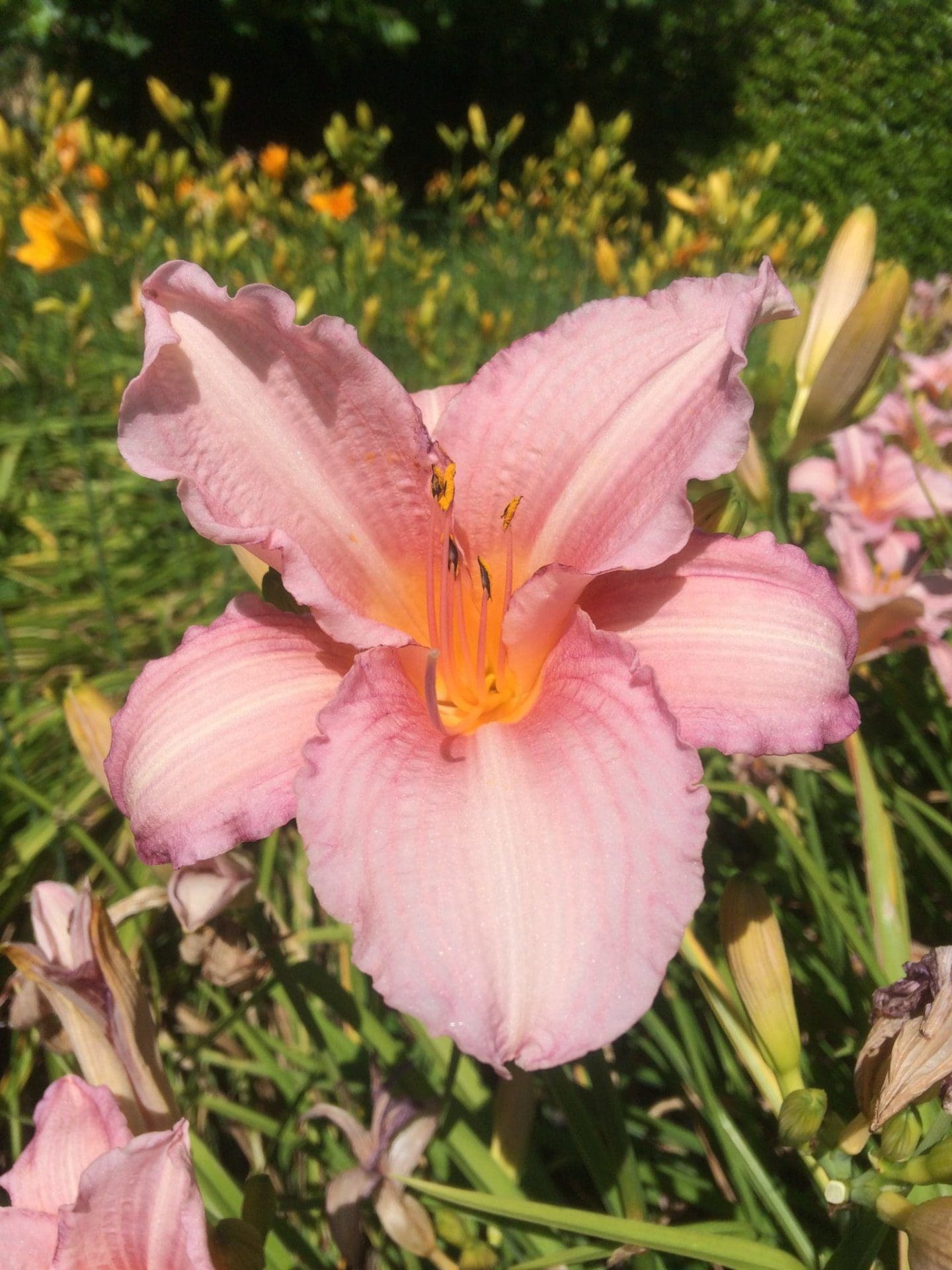 Photo of Gloring Cherry