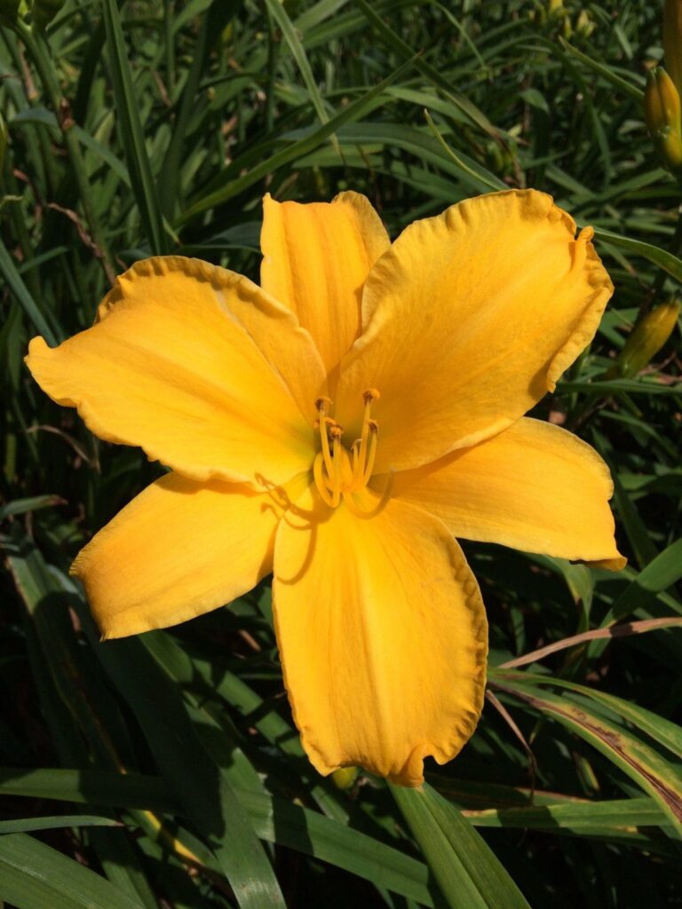 Foto von Gold Helmet En