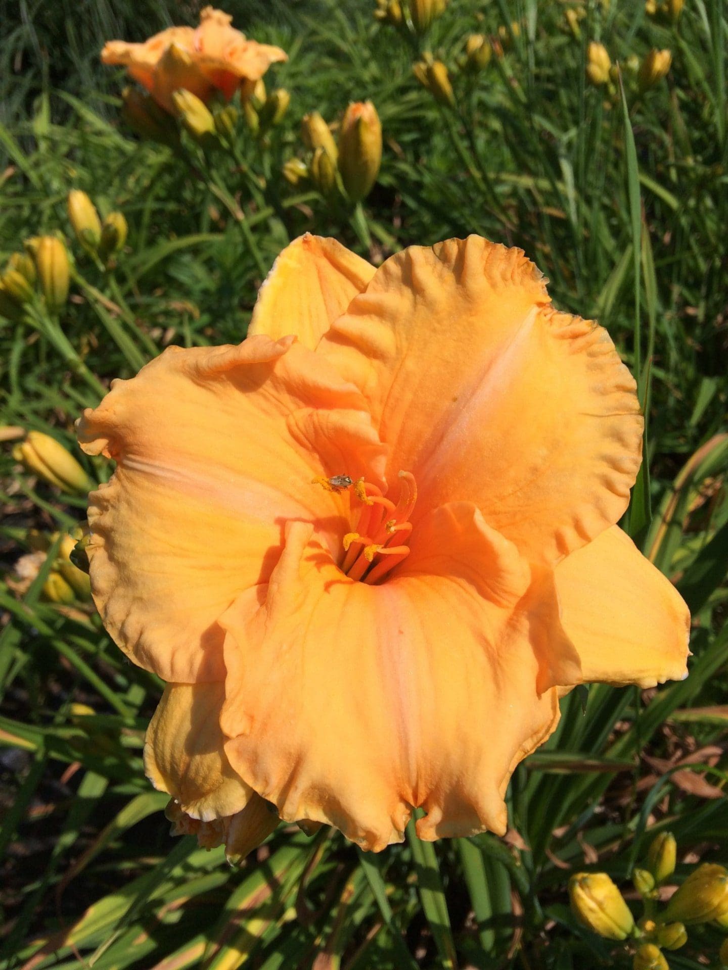 Foto von Happy Birthday Dad