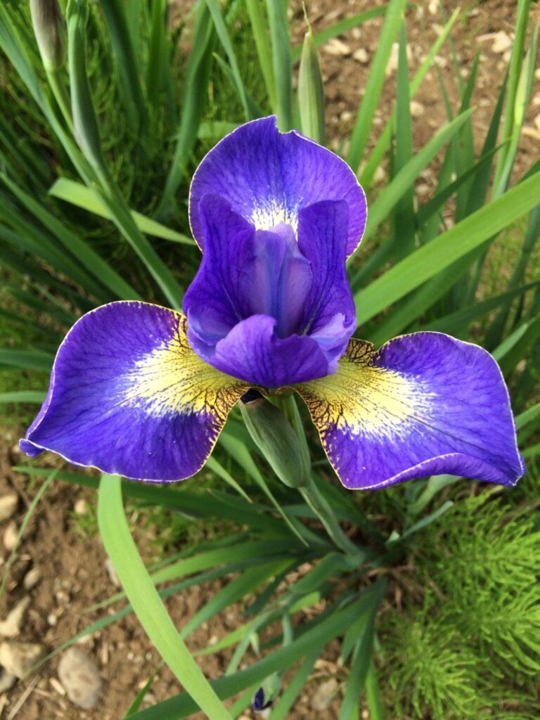 Foto von Harshwell Snowburst