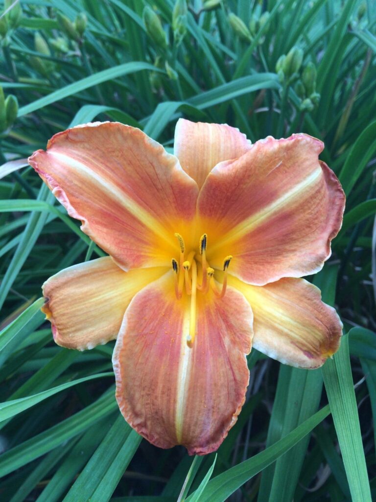 Foto von Jazz Festival