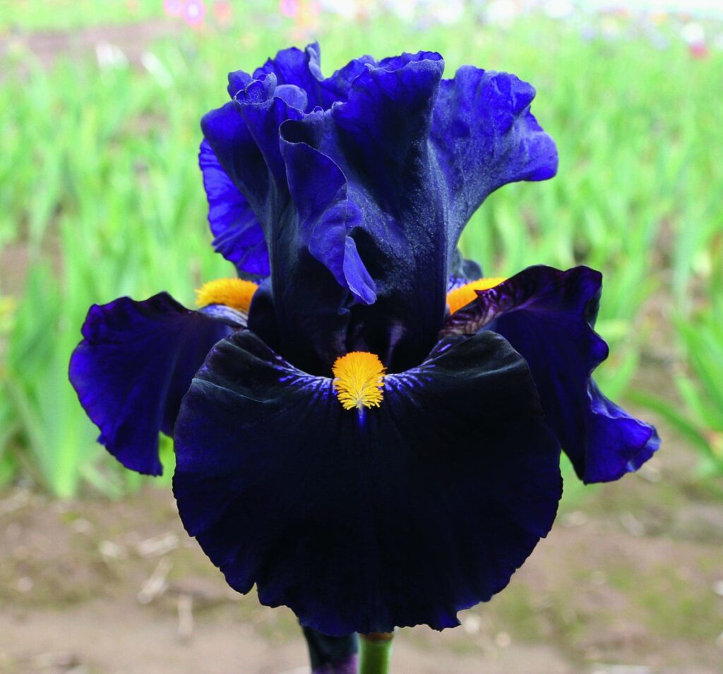 Foto von Lady Of The Night