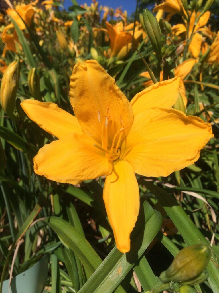 Foto von Little Orange Giant