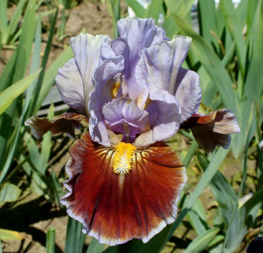 Foto von Man'S Best Friend