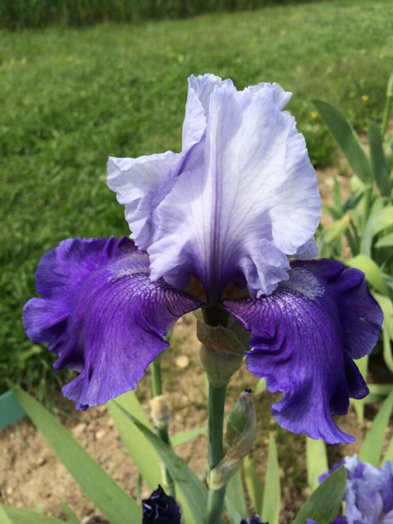 Foto von Mariposa Skies - R