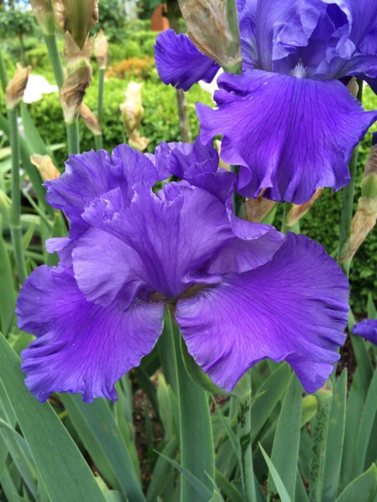 Foto von Ocean Pacific - R