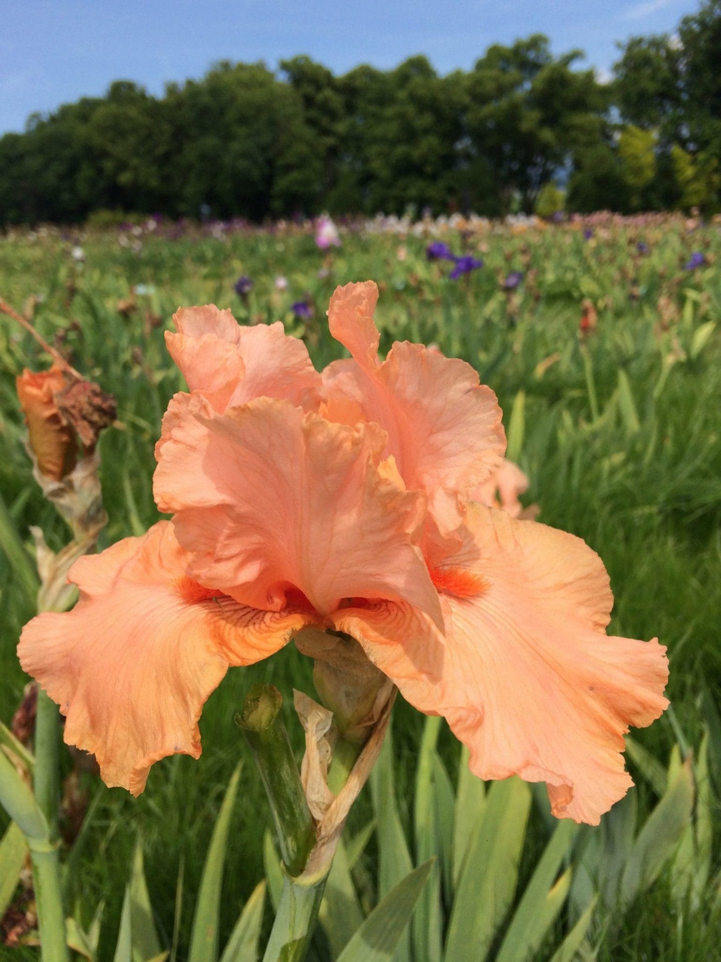 Foto von Orange Slices