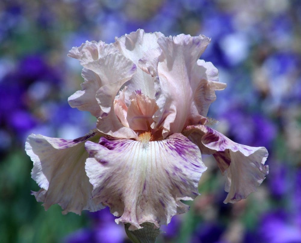 Foto von Peach Jam - R