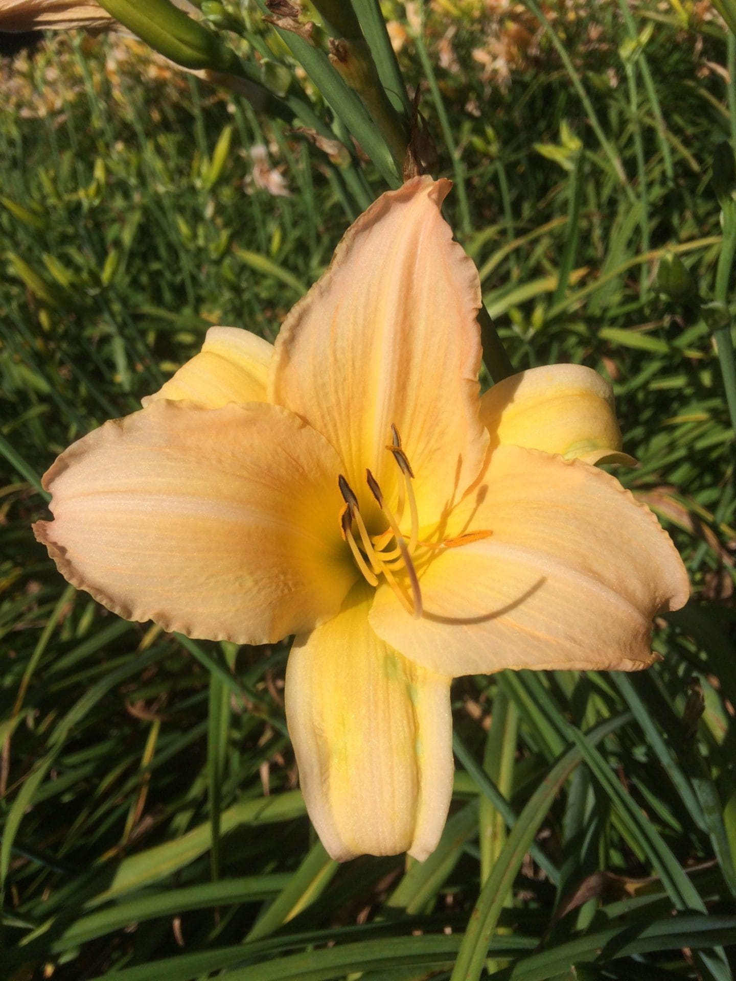 Foto von Peach Pinwheel