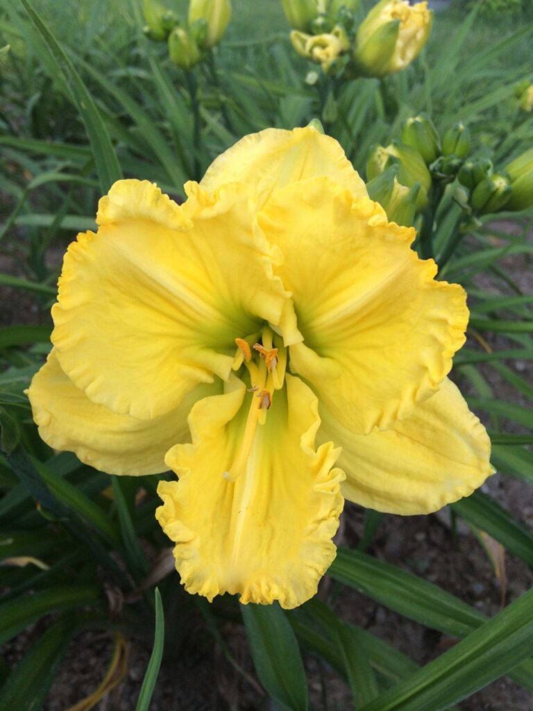 Photo of Pee Wee'S Big Adventure