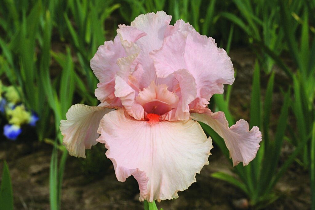 Foto von Peggy Sue - R