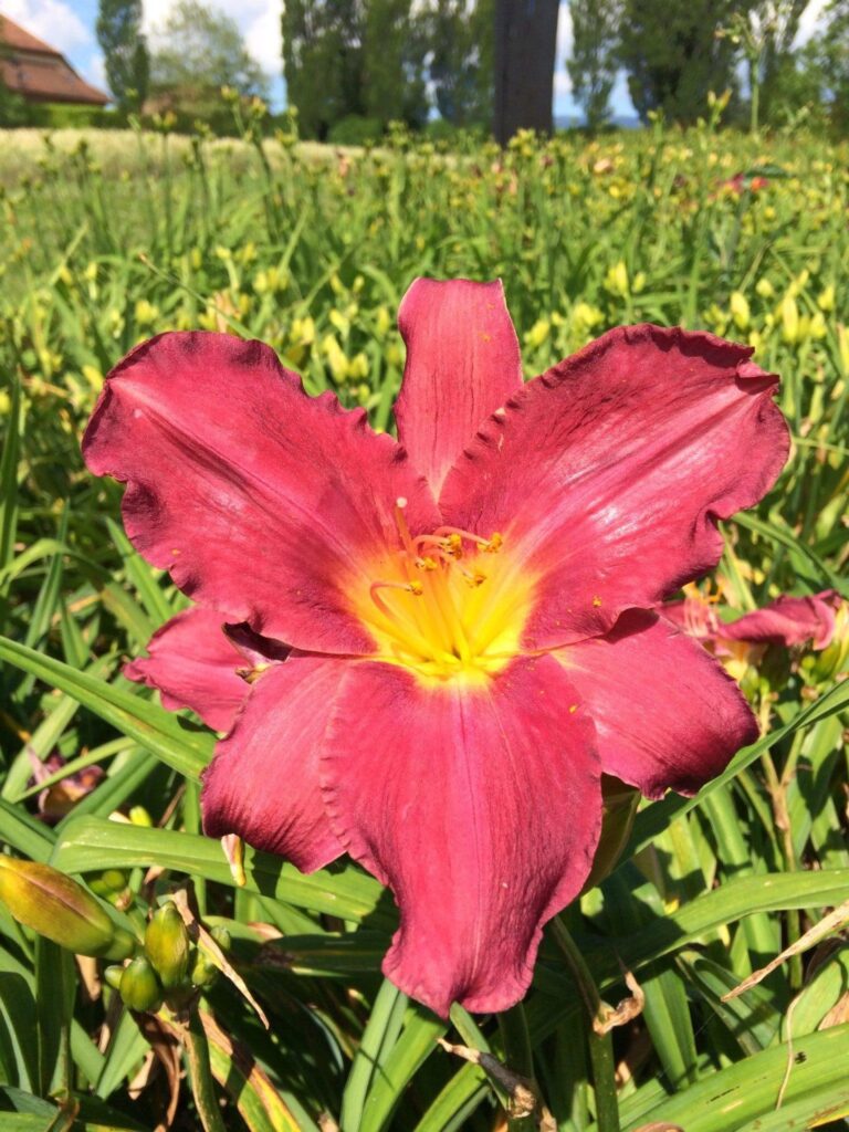 Foto von Persian Plum