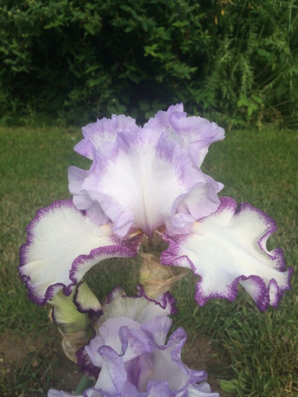 Foto von Petticoat Shuffle