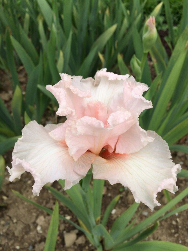 Photo of Pink Bubbles