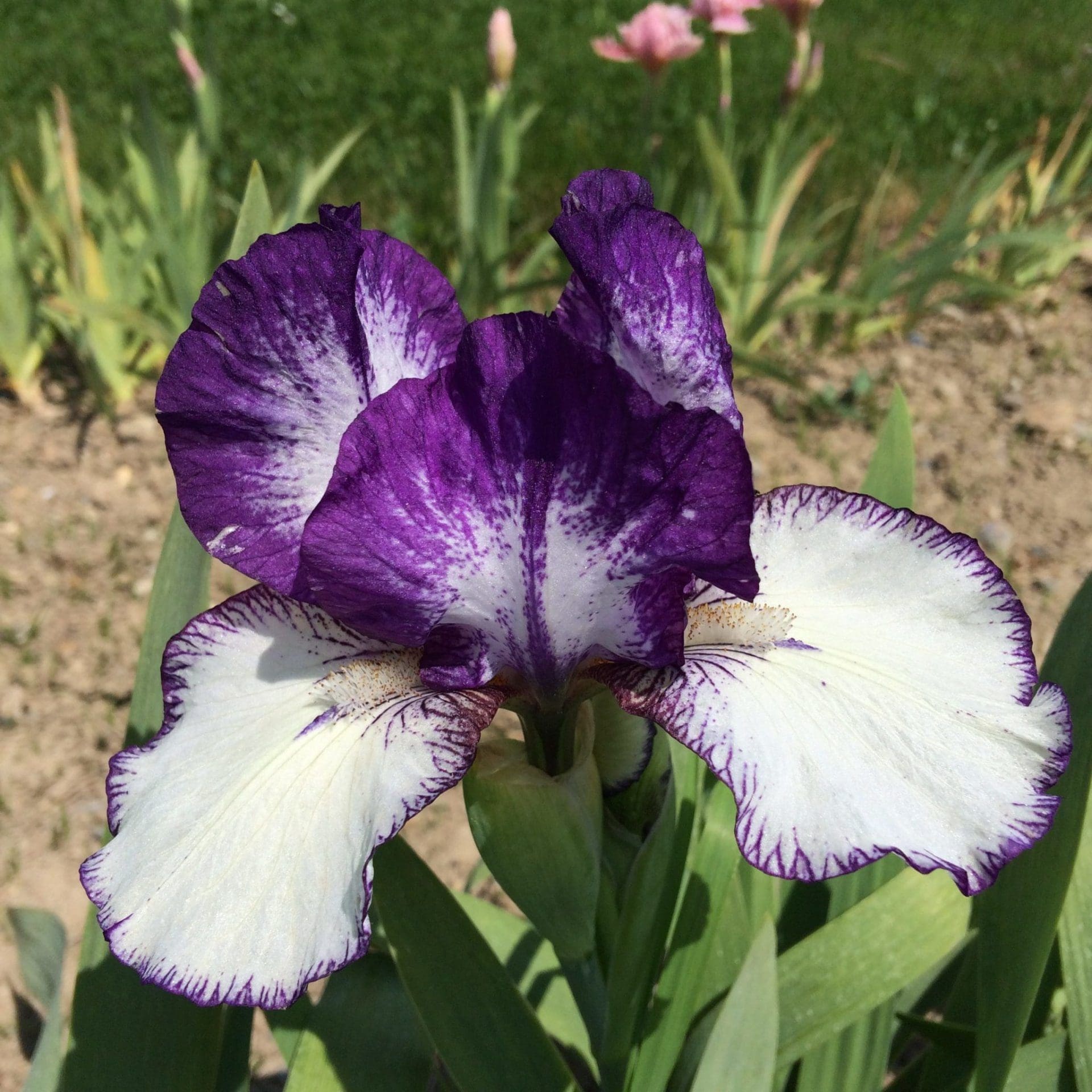 Foto von Rare Edition