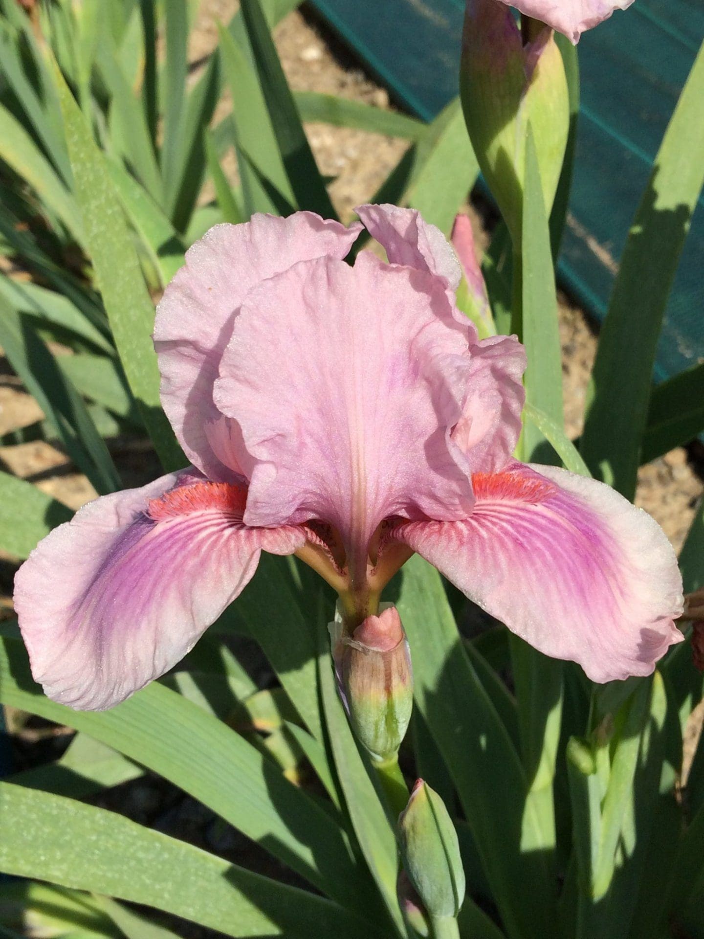 Foto von Raspberry Blush