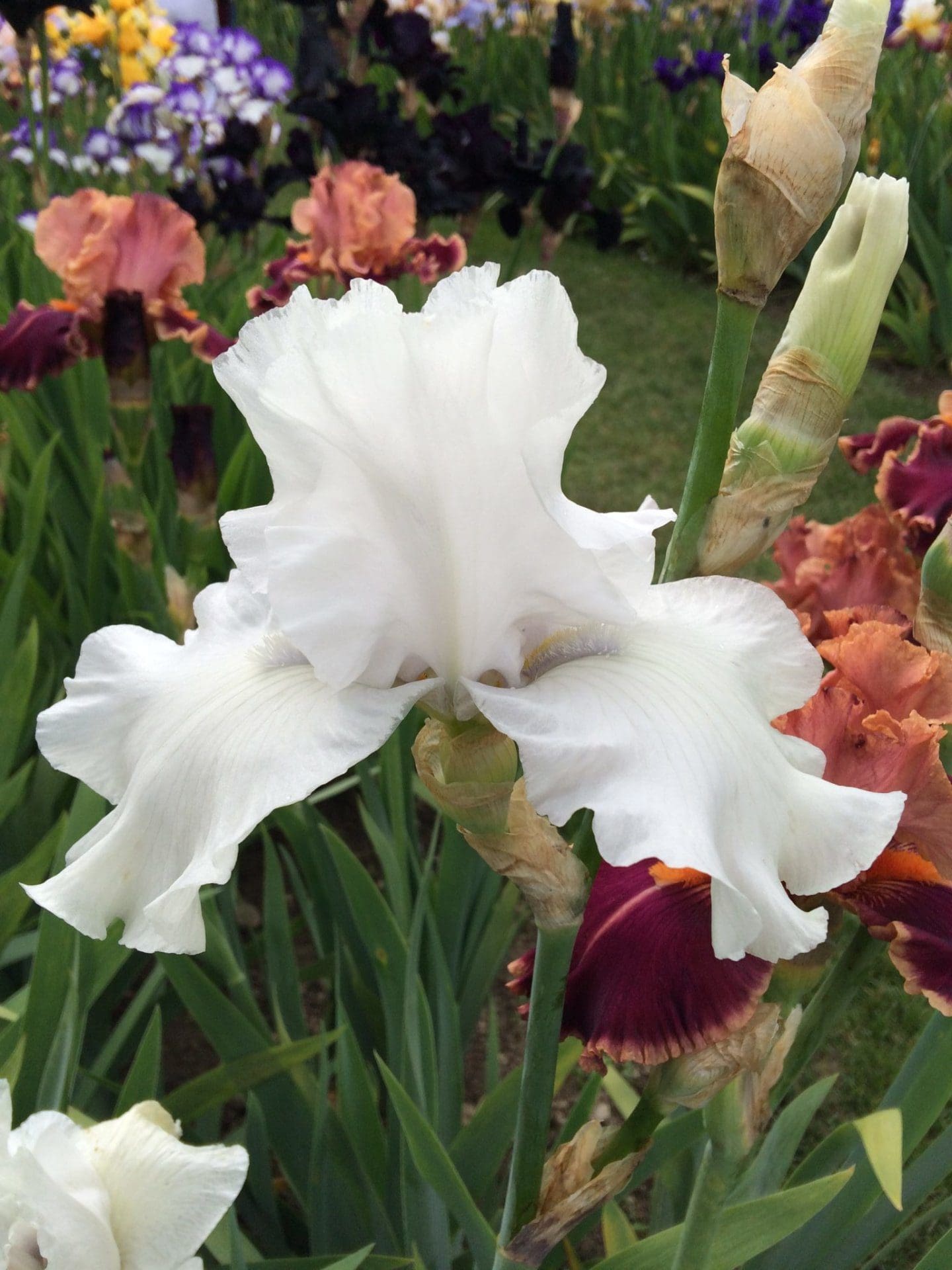 Foto von San Juan Silver