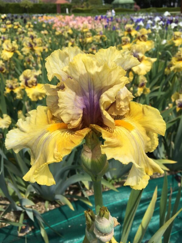 Foto von Secret Rites