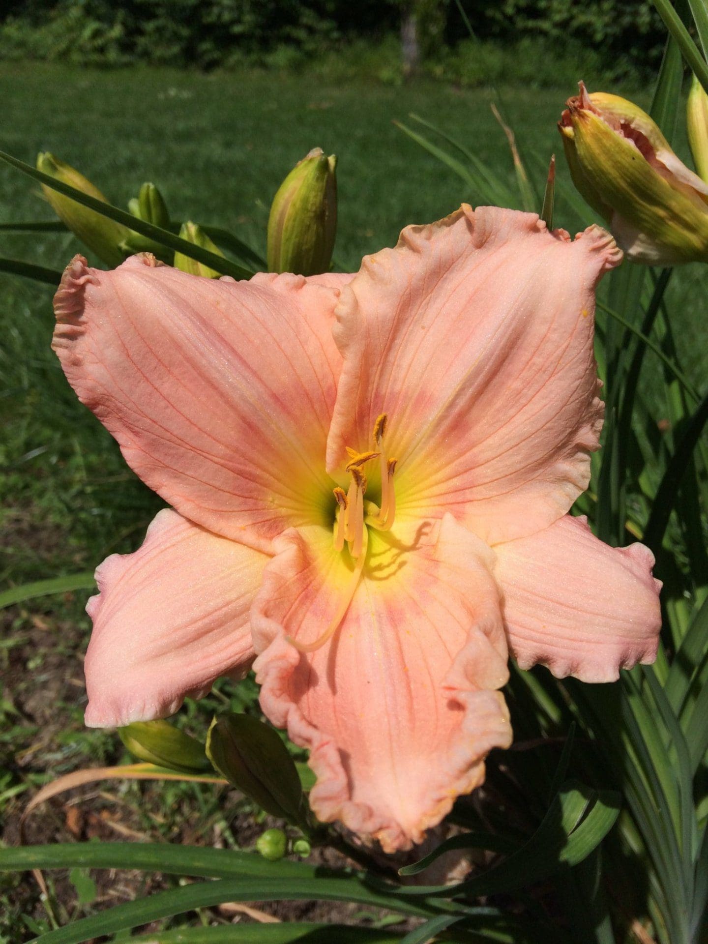 Photo of Sophisticated Miss