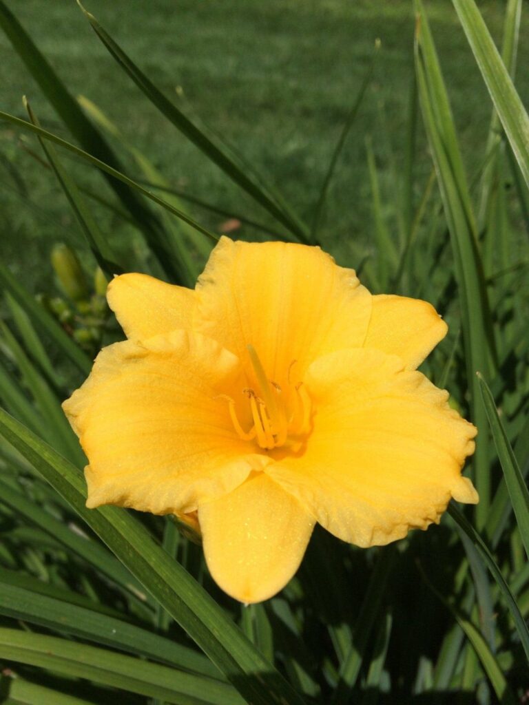 Foto von Stella De Oro