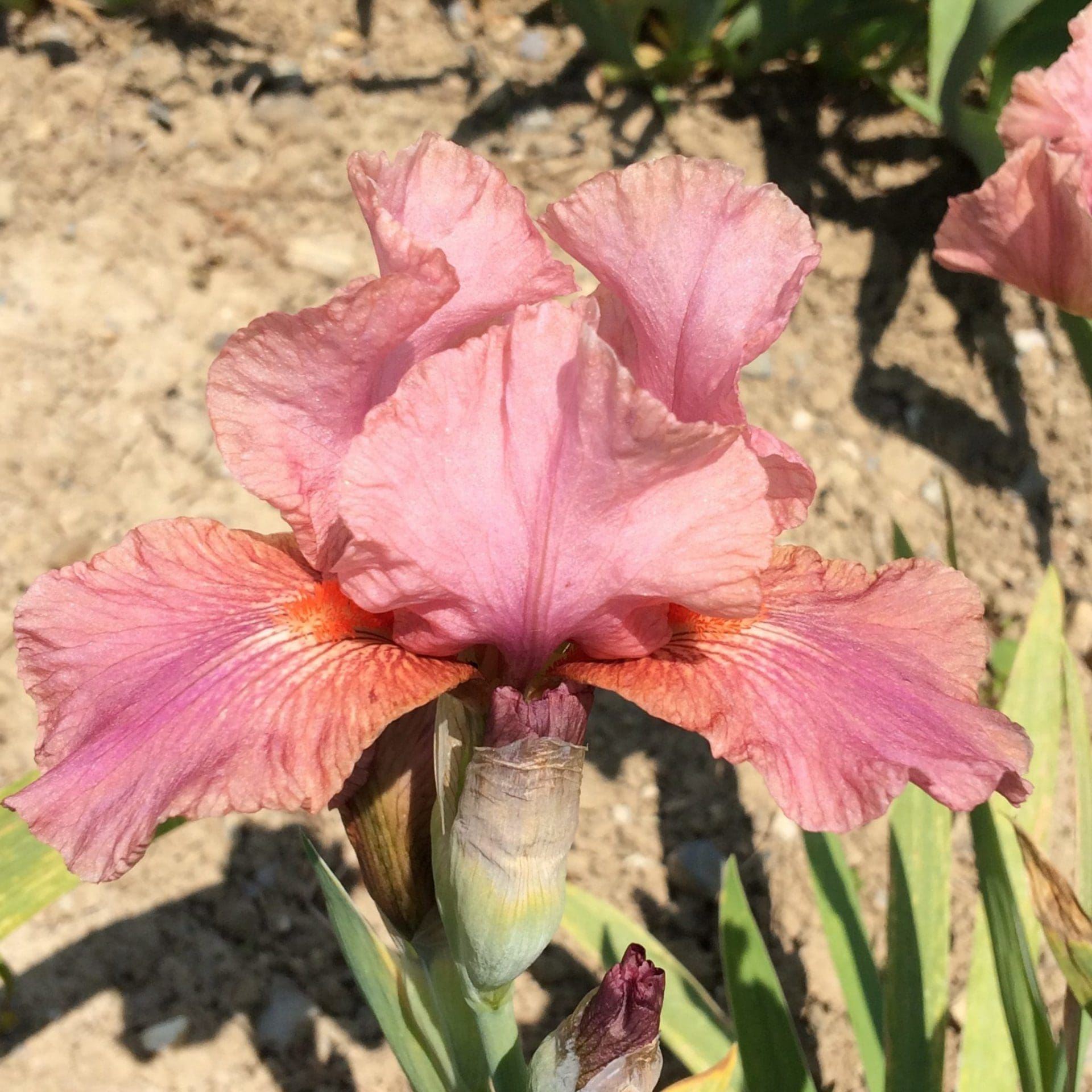 Foto von Strawberry Love