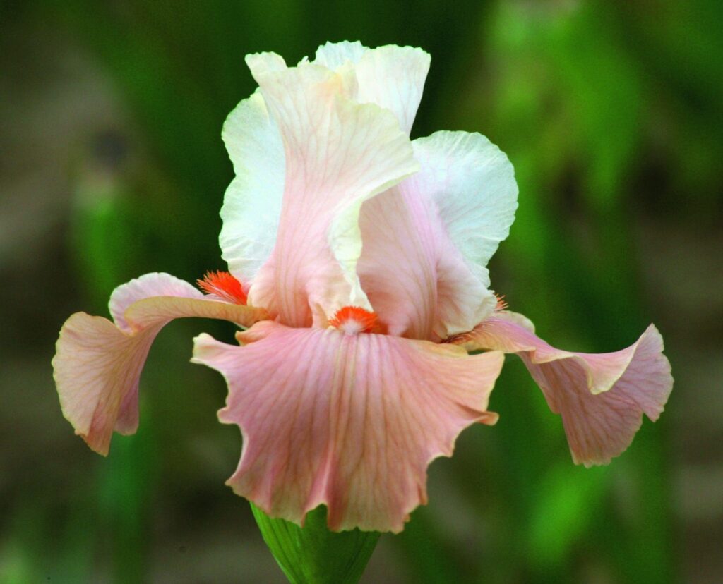 Foto von Struck Twice - R