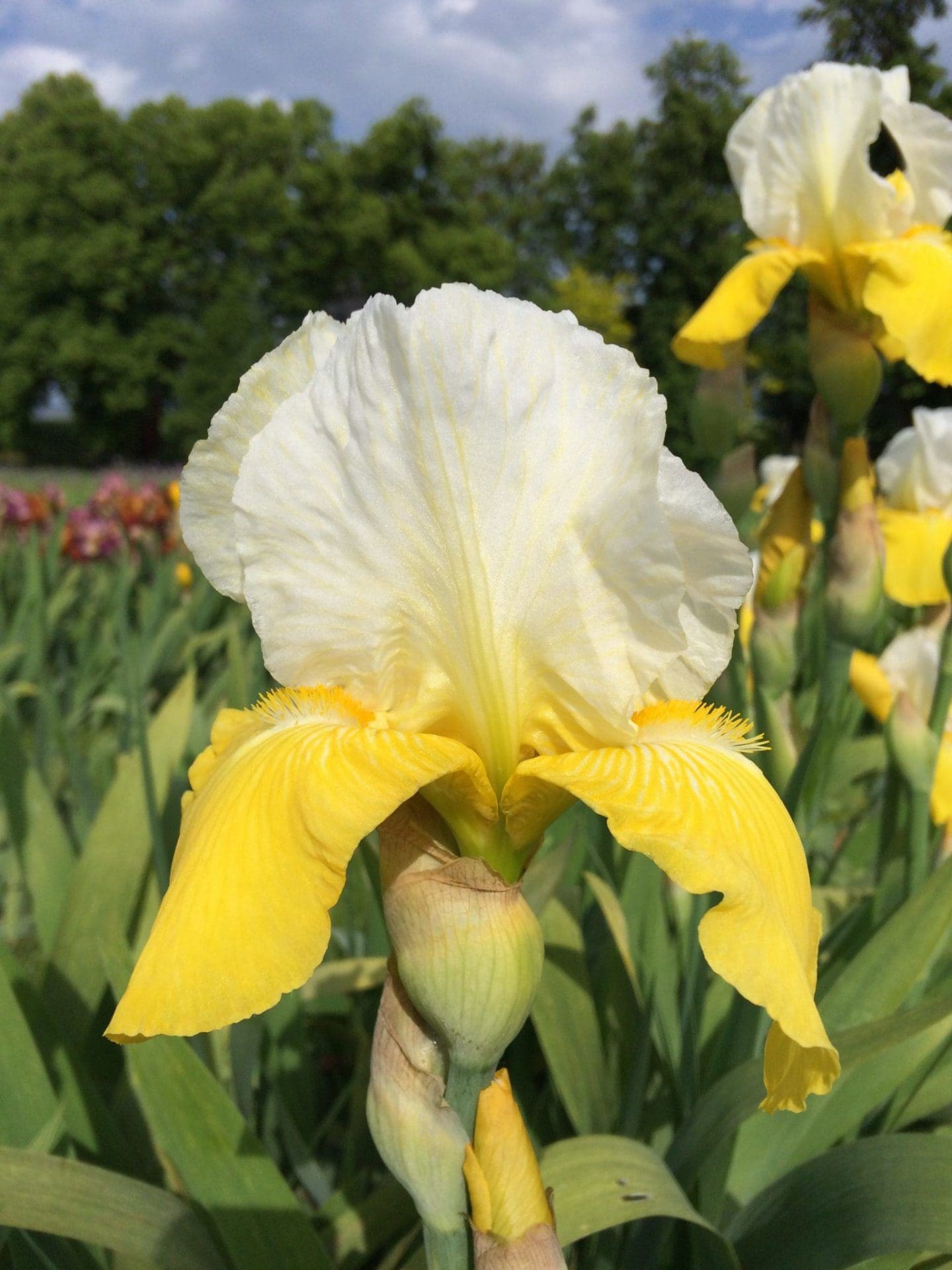 Foto von Tulip Festival