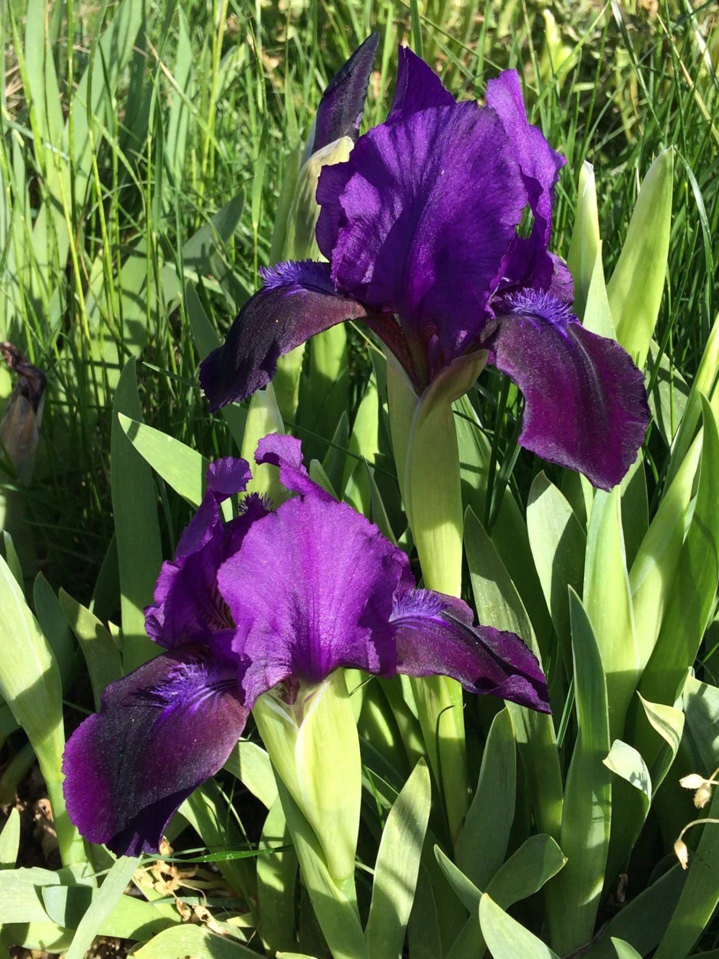 Photo of Velvet Capers