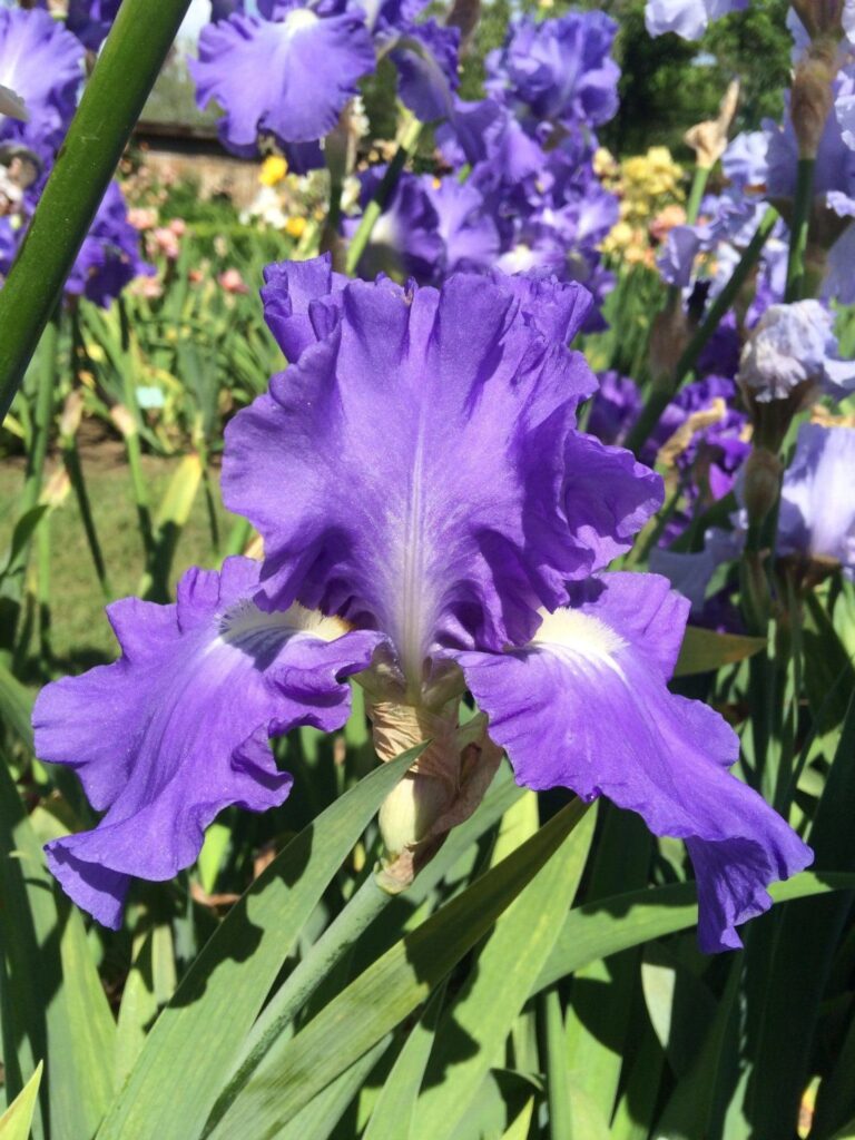 Foto von Victoria Falls* - R