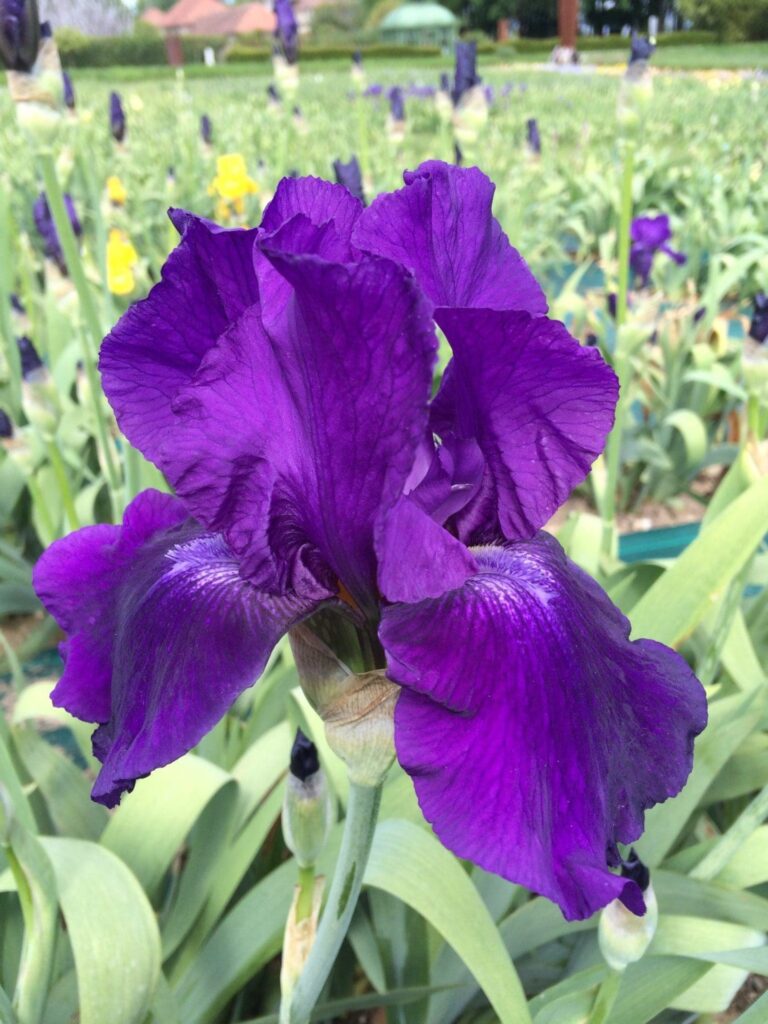 Foto von Violet Classic - R