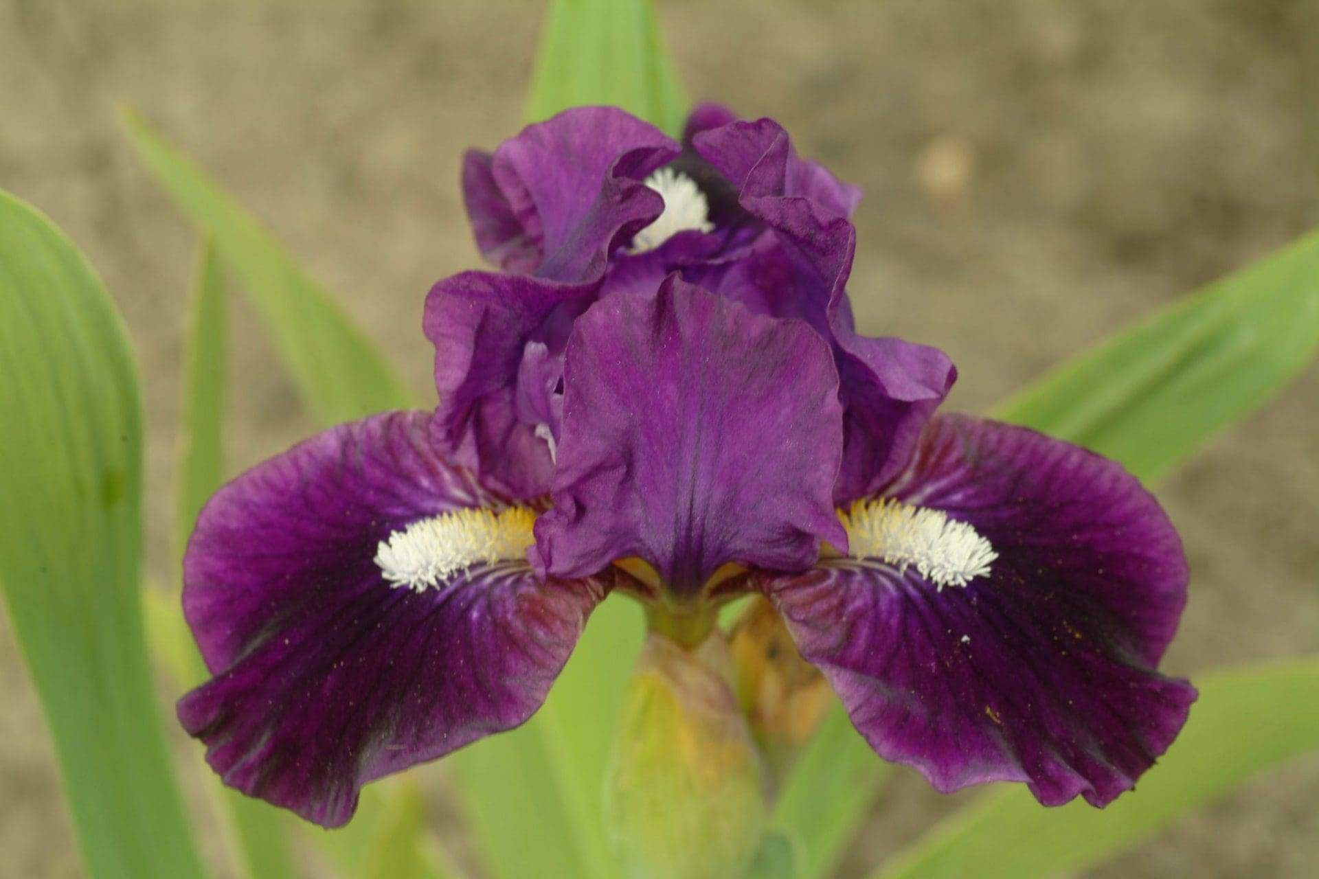 Photo of Wish Upon A Star