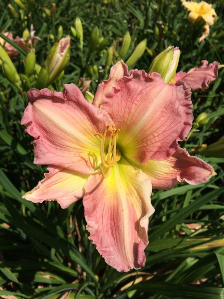 Photo of Yesterday Memories