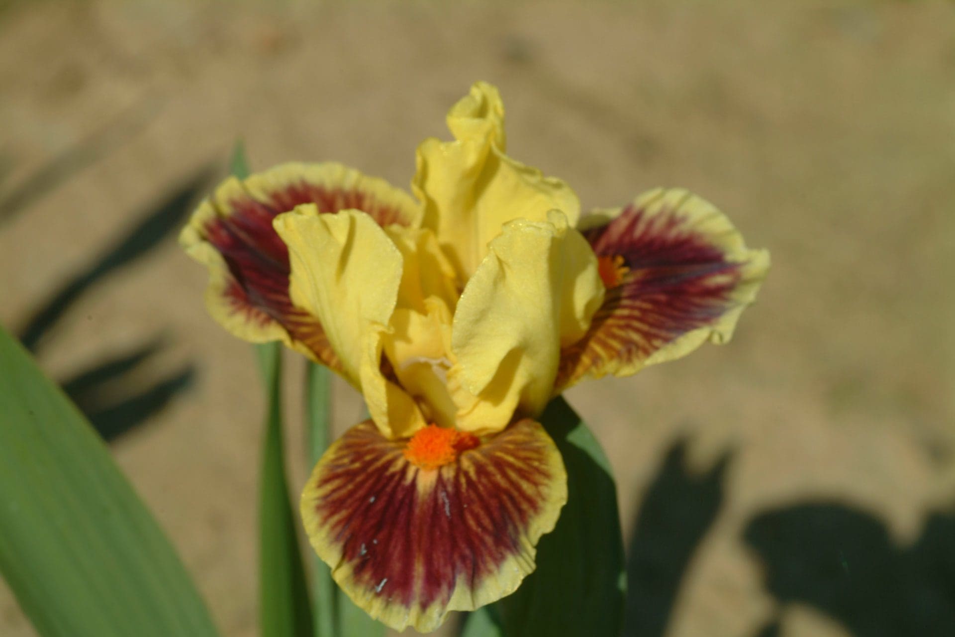 Photo of Zooboomafoo