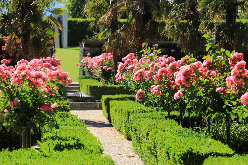 Allée de rosiers roses en fleurs dans le jardin de Doreen du Château de Vullierens.