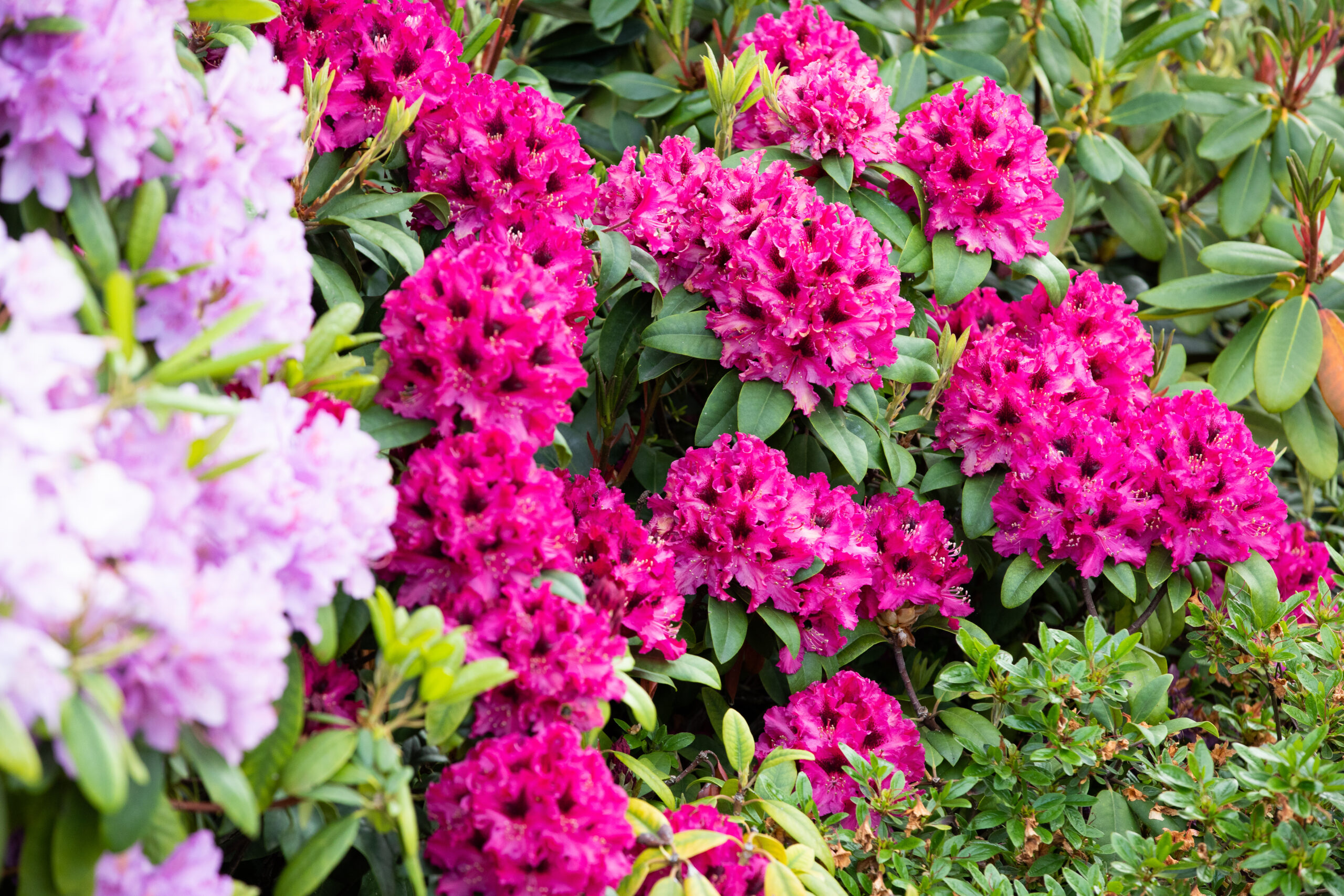 Massif de rhododendrons de couleur fuchsia en pleine floraison au printemps dans le jardin de Daria du Château de Vullierens.