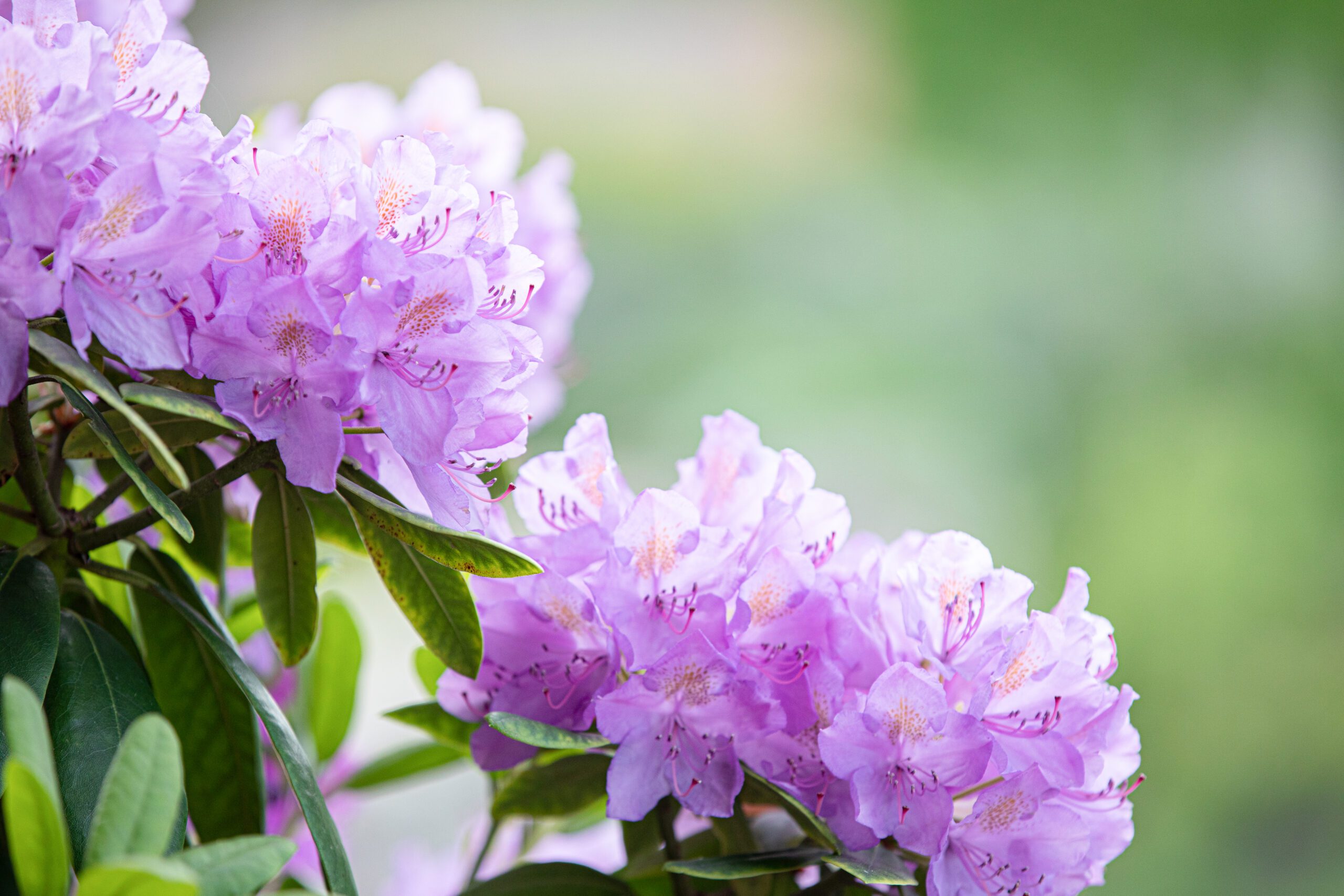 Branche de rhododendrons de couleur violette claire en pleine floraison.