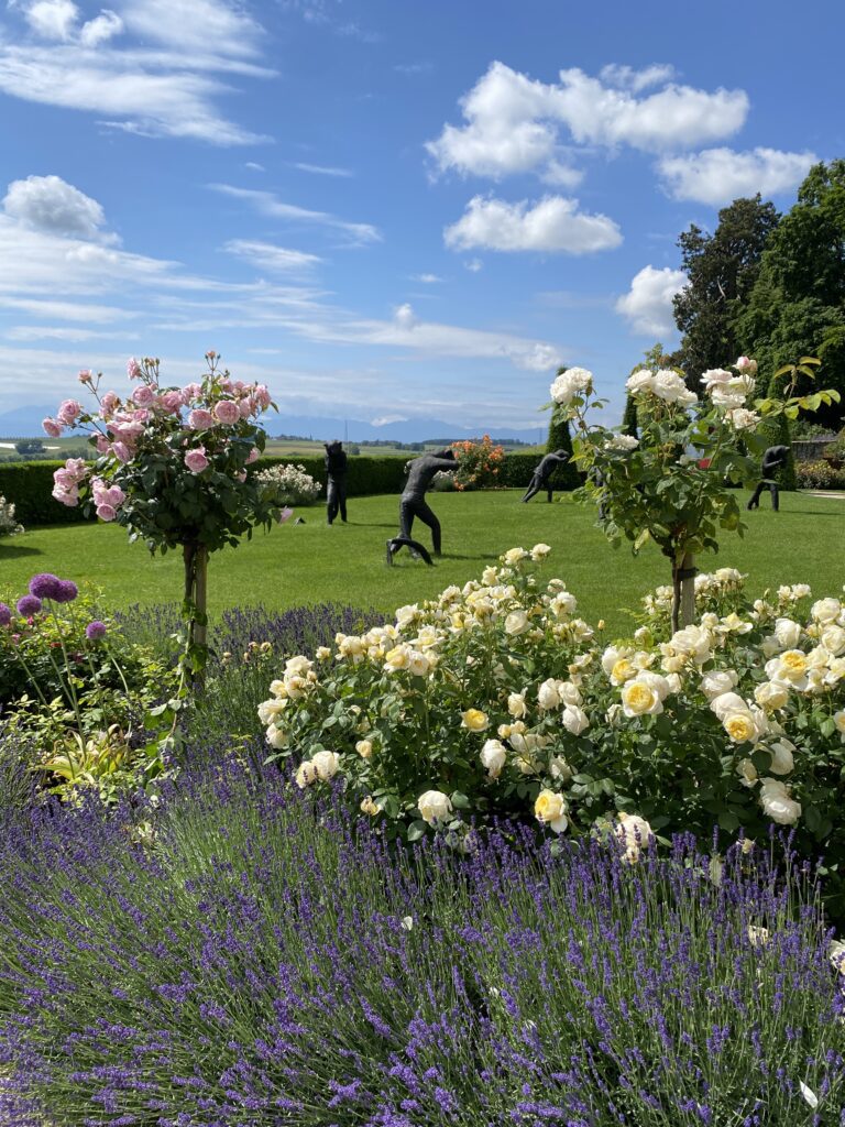 Roses modernes sous forme d'arbustes sur pied et rosiers buissons sont en fleurs. Leurs couleurs roses, jaunes et blanches témoignent de la modernité de la collection.