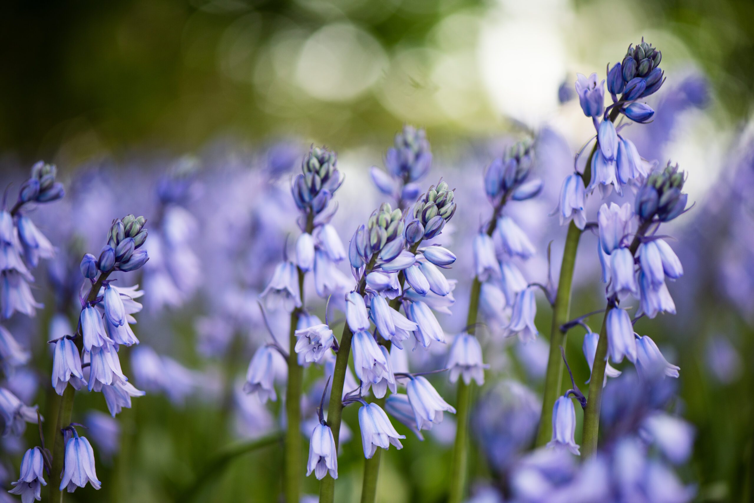 Gros plan sur des jacinthes bleues en pleine floraison. A admirer tout début mai au Château de Vullierens.