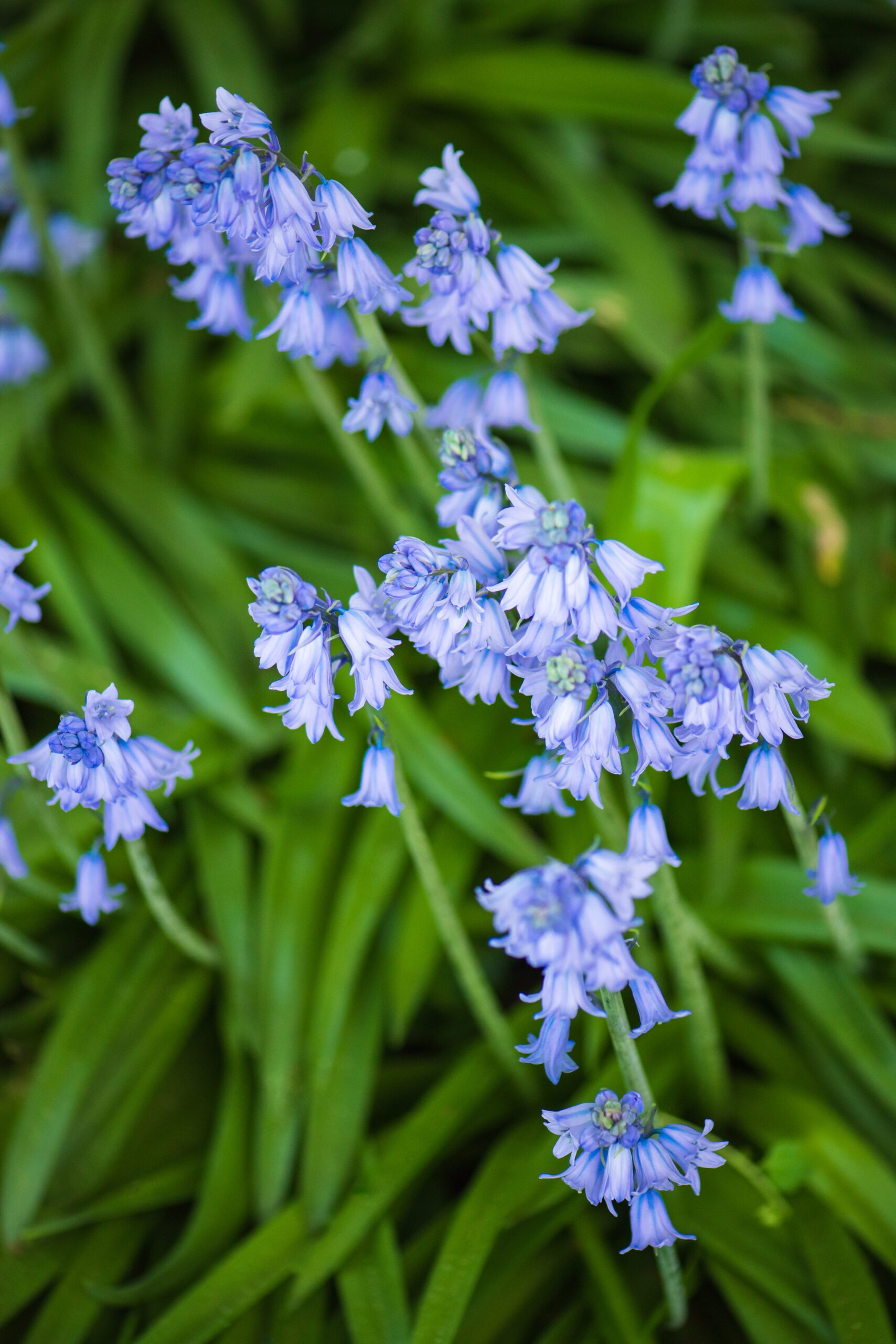 Gros plan sur une jacinthe des bois bleue, les clochettes sont toutes en fleurs.