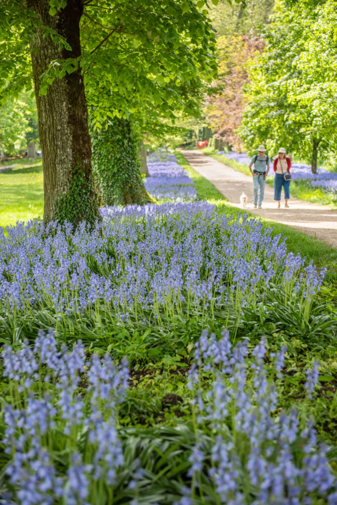Allée cavalière recouvertes de jacinthes des bois bleues au Château de Vullierens.