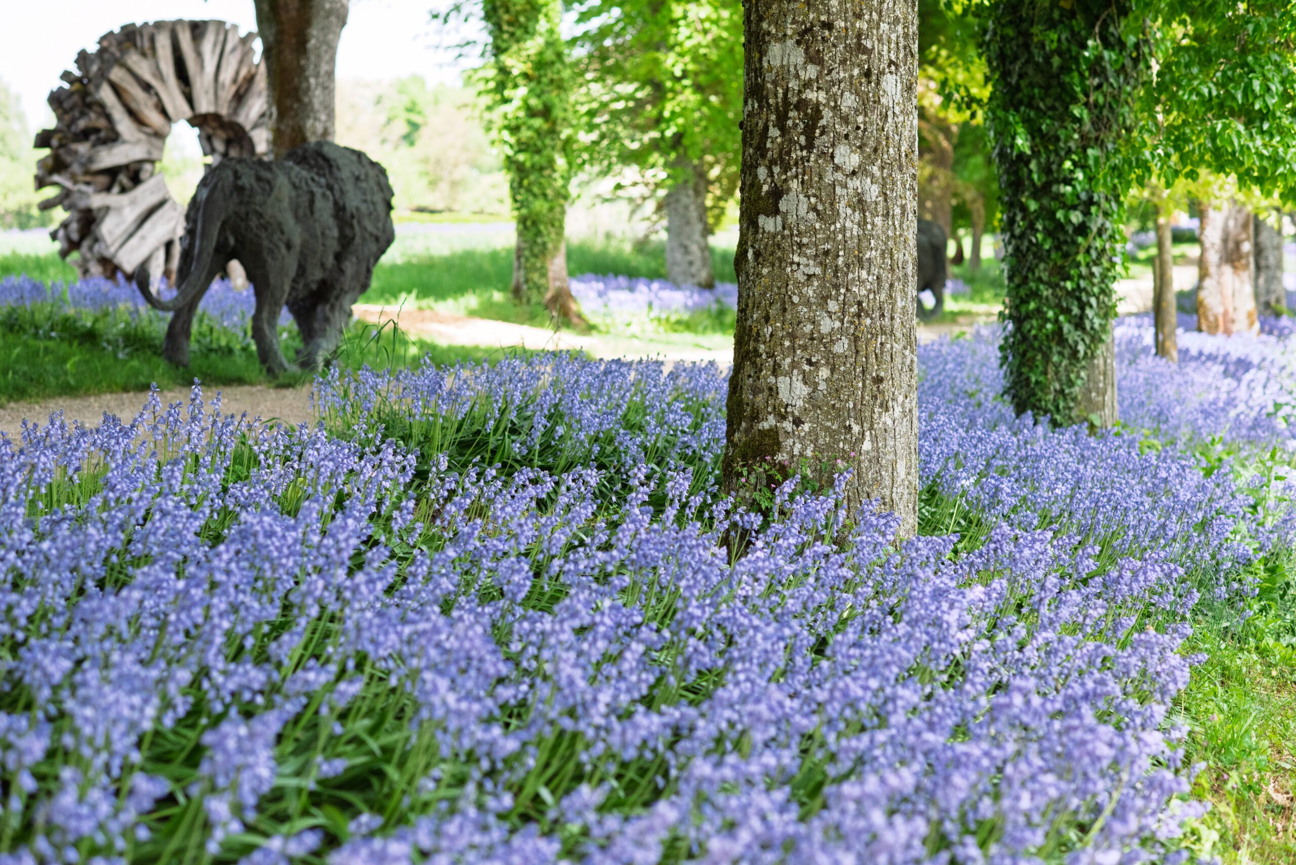 Allée cavalière du Château de Vullierens en pleine floraison de ses jacinthes bleues.