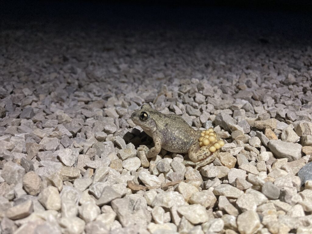 Crapaud accoucheur, espèces rares, découvertes au Château de Vullierens.