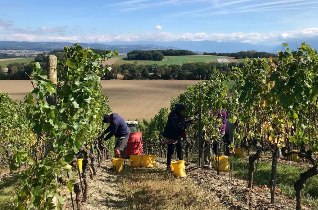Vendangeurs en train de travailler dans la vigne du Château de Vullierens.